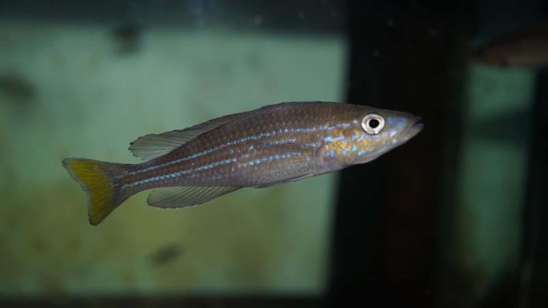 Paracyprichromis sp. 'brieni two-stripe' Izinga